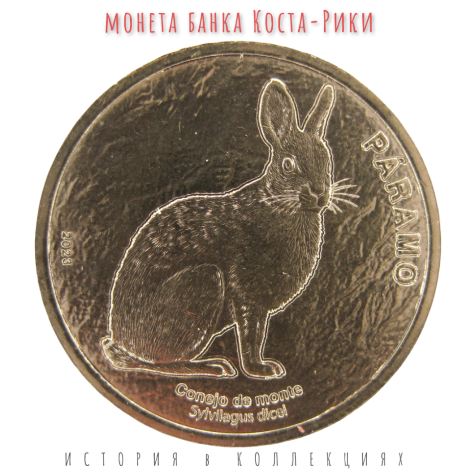 Коста-Рика 50 колонов 2023 Дикий кролик UNC