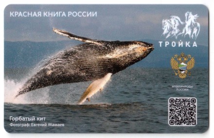 Карта Тройка / Горбатый кит – Красная книга России / 2023 г.